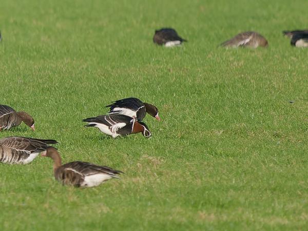 Red-breasted goose (Branta ruficollis)